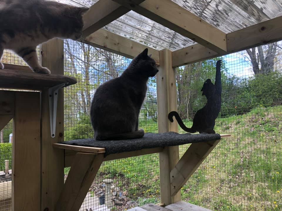 One of the catios on the south shore catio tour