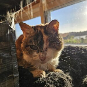 Callie enjoying the sunroom