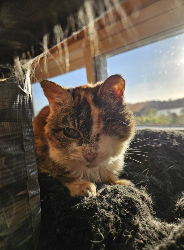 Callie enjoying the sunroom
